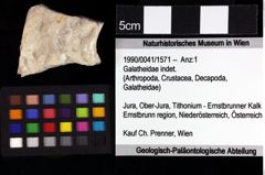 Foto (Objket + Etiketten) von Coelopus repandus (Schweitzer & Feldmann, 2010) 